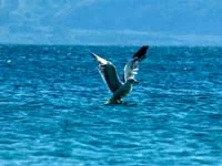 Инвестиции для чайников: куда вкладывать?